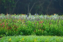 Con jardines, Cali le apuesta a la preservación y la vida