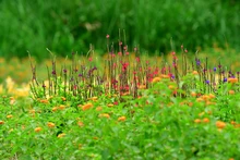 Con jardines, Cali le apuesta a la preservación y la vida