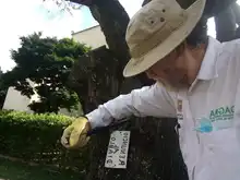 La flora urbana de Cali, es víctima de agresiones