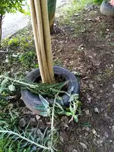 La flora urbana de Cali, es víctima de agresiones