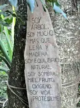 La flora urbana de Cali, es víctima de agresiones