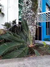 S.O.S. por los árboles de Cali 