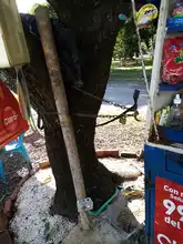 S.O.S. por los árboles de Cali 