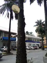 S.O.S. por los árboles de Cali 