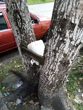 S.O.S. por los árboles de Cali 