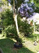 S.O.S. por los árboles de Cali 