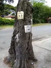 S.O.S. por los árboles de Cali 