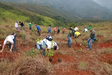 Buscamos voluntarios  para plantar un regalo a Cali