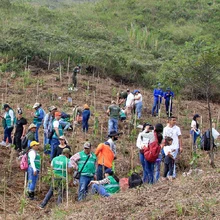 Cumpleaños feliz para Cali con la siembra de 1.000 árboles contra incendios
