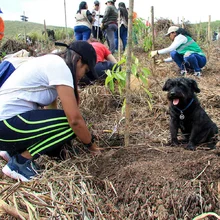 Cumpleaños feliz para Cali con la siembra de 1.000 árboles contra incendios