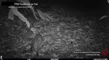 Ojos que brillan en la oscuridad, llenan de vida y esperanza nuestros ecosistemas