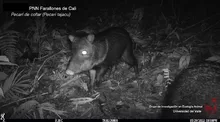 Ojos que brillan en la oscuridad, llenan de vida y esperanza nuestros ecosistemas