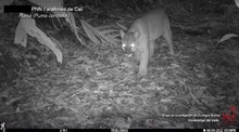 Ojos que brillan en la oscuridad, llenan de vida y esperanza nuestros ecosistemas