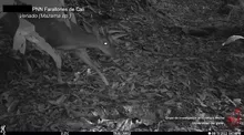 Ojos que brillan en la oscuridad, llenan de vida y esperanza nuestros ecosistemas