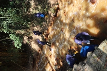 Descontaminamos y contribuimos a mitigar el riesgo  de desbordamiento de ríos y quebradas de Cali