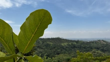 Administración Distrital le apuesta a la recuperación ambiental en zonas forestales e hídricas