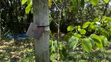 Administración Distrital le apuesta a la recuperación ambiental en zonas forestales e hídricas