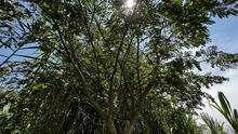 Administración Distrital le apuesta a la recuperación ambiental en zonas forestales e hídricas