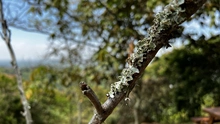 Administración Distrital le apuesta a la recuperación ambiental en zonas forestales e hídricas