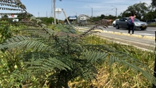 Administración Distrital le apuesta a la recuperación ambiental en zonas forestales e hídricas