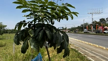 Administración Distrital le apuesta a la recuperación ambiental en zonas forestales e hídricas