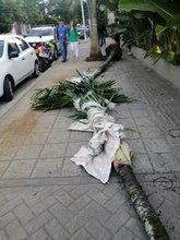 Buenas intenciones no bastan para intervenir el arbolado urbano