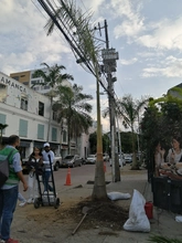 Buenas intenciones no bastan para intervenir el arbolado urbano