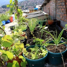 Habitantes de Siloé se benefician con iniciativas de huertas comunitarias 