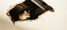 El centro de Bienestar Animal en Cali, es un sueño hecho realidad