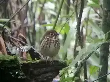 Cuando el Tororoi no se deja ver