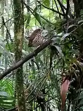 Cuando el Tororoi no se deja ver