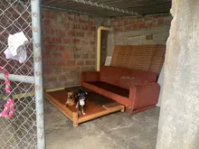 Alcaldía de Cali realiza visitas de inspección ante denuncias por maltrato animal