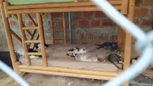 Alcaldía de Cali realiza visitas de inspección ante denuncias por maltrato animal