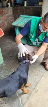 Alcaldía de Cali realiza visitas de inspección ante denuncias por maltrato animal