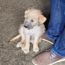 Alcaldía de Cali realiza visitas de inspección ante denuncias por maltrato animal