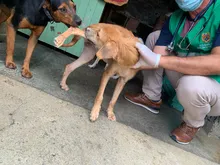 Alcaldía de Cali realiza visitas de inspección ante denuncias por maltrato animal