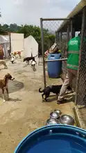 Alcaldía de Cali realiza visitas de inspección ante denuncias por maltrato animal