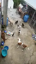 Alcaldía de Cali realiza visitas de inspección ante denuncias por maltrato animal