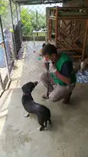 Alcaldía de Cali realiza visitas de inspección ante denuncias por maltrato animal
