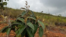 Administración Distrital ejecutó compensación arbórea de 4.270 especies forestales en Cristo Rey