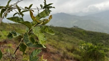 Administración Distrital ejecutó compensación arbórea de 4.270 especies forestales en Cristo Rey