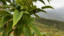 Administración Distrital ejecutó compensación arbórea de 4.270 especies forestales en Cristo Rey