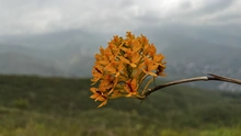 Administración Distrital ejecutó compensación arbórea de 4.270 especies forestales en Cristo Rey