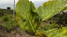 Administración Distrital ejecutó compensación arbórea de 4.270 especies forestales en Cristo Rey