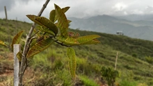 Administración Distrital ejecutó compensación arbórea de 4.270 especies forestales en Cristo Rey