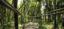 Recorrido por bosques urbanos fue uno de los atractivos en la jornada de movilidad sostenible 
