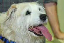 Alcaldía radicó proyecto de acuerdo para la creación de la Unidad de Protección Animal - Uaepa