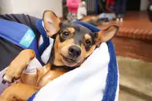 Esterilizan animales de compañía durante jornada de servicios institucionales en Brisas de Mayo