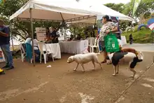 Esterilizan animales de compañía durante jornada de servicios institucionales en Brisas de Mayo