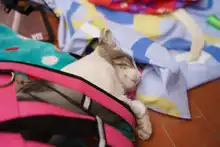 Esterilizan animales de compañía durante jornada de servicios institucionales en Brisas de Mayo